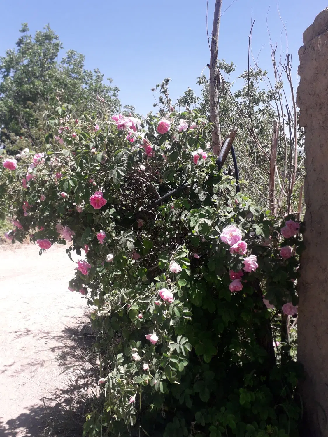باسلام ۱۰۰۰مترباغ انگوری