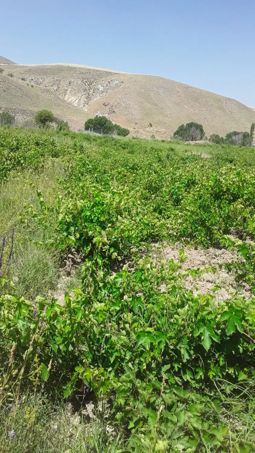 باغ انگور