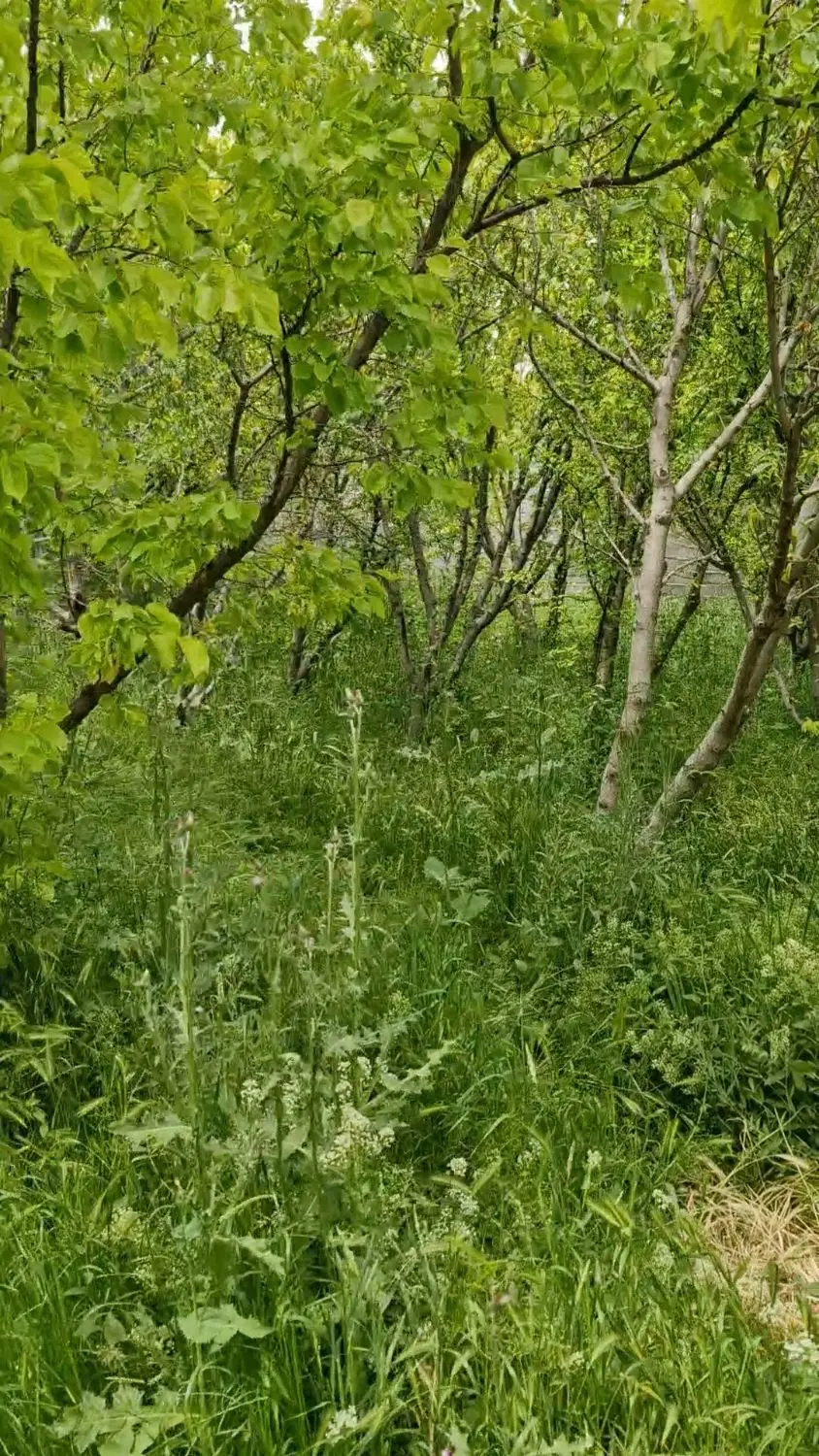 باغچه چهار دیواری
