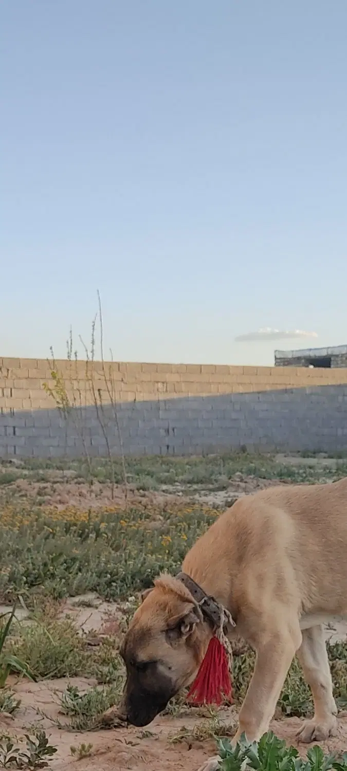 باغ چهار دیواری