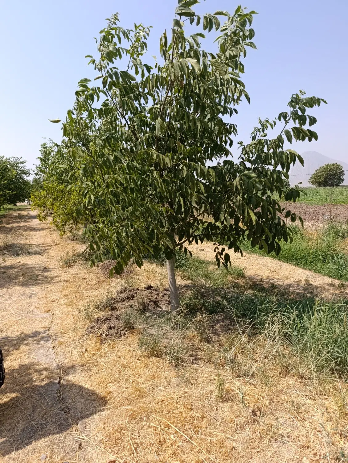 فروش باغ 3 هزار متری
