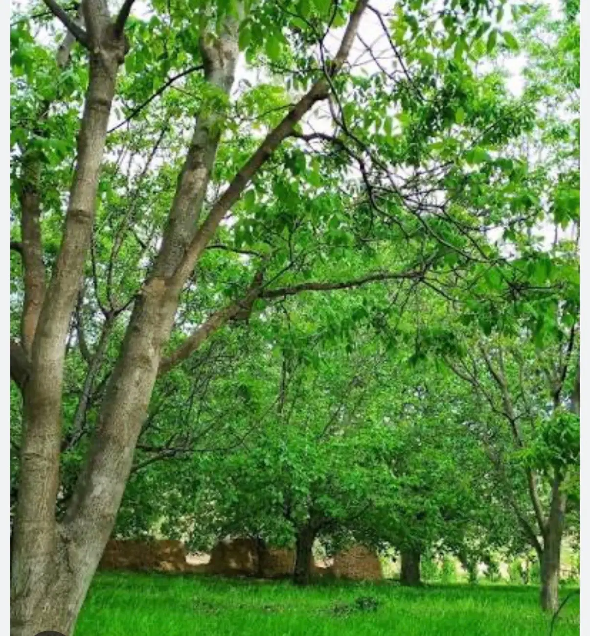 باغ خوش آب و هوا
