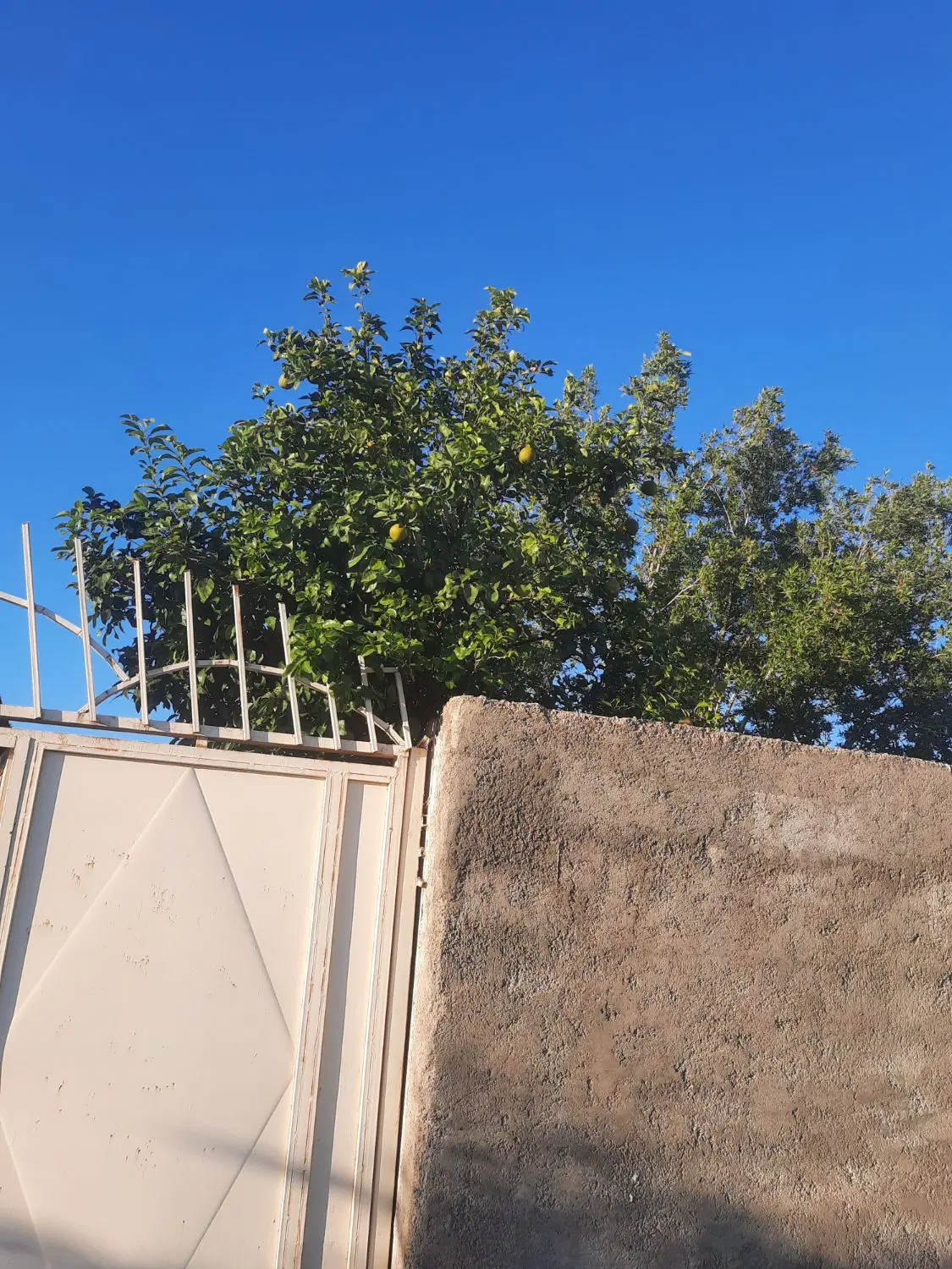 دامپروری پروار بندی 100 راسی گوساله