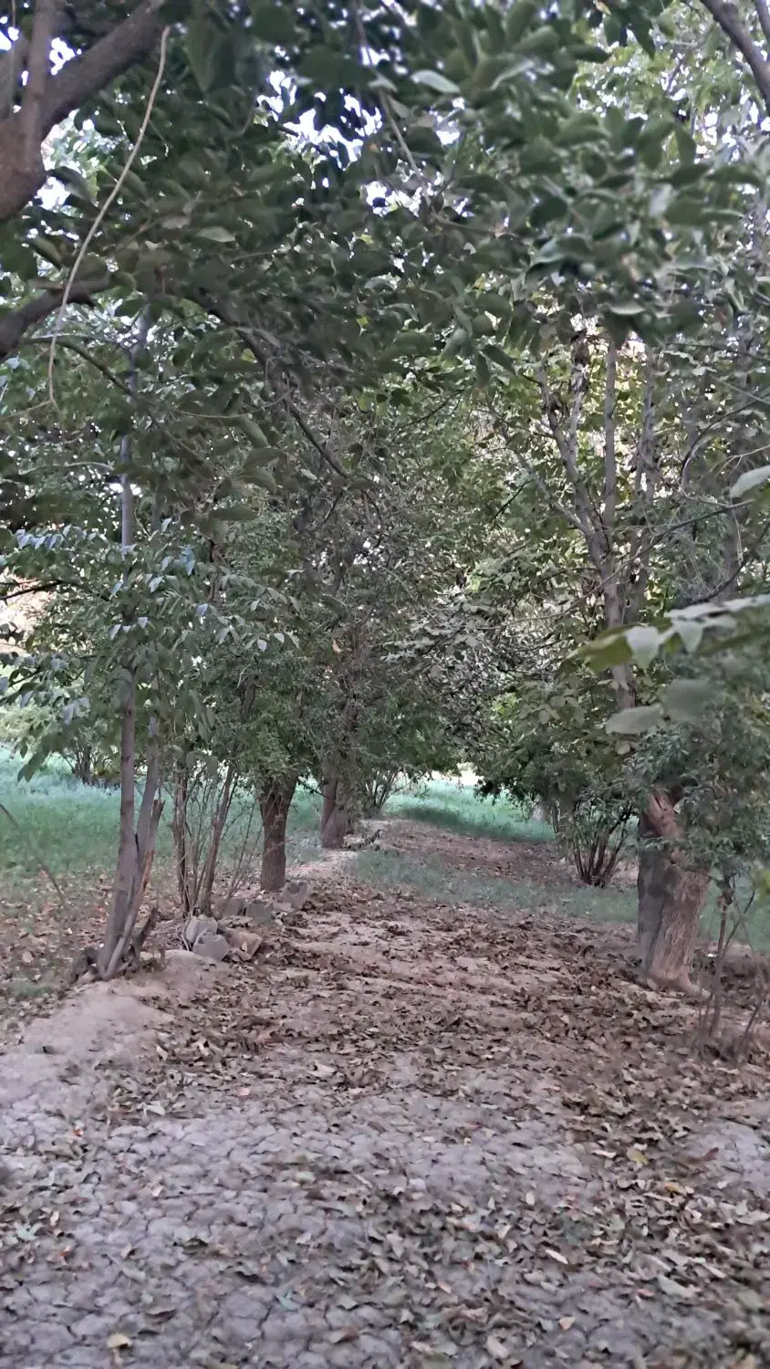 ۶۵۰متر باغ، سندشش دانگ تک برگ، با حق آبه از چاه