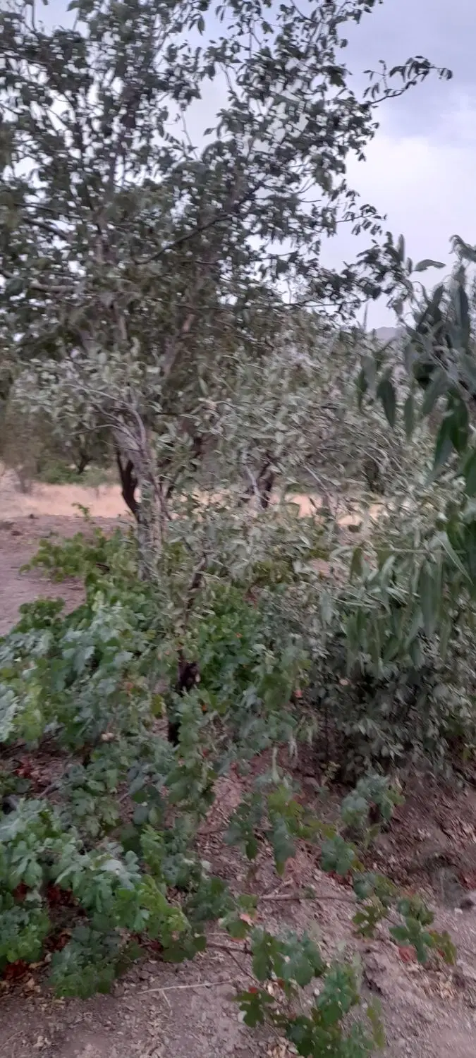 باغ