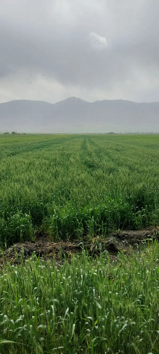 ۱هکتارزمین کشاورزی سیلاخور