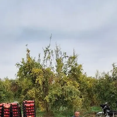 فروش باغ