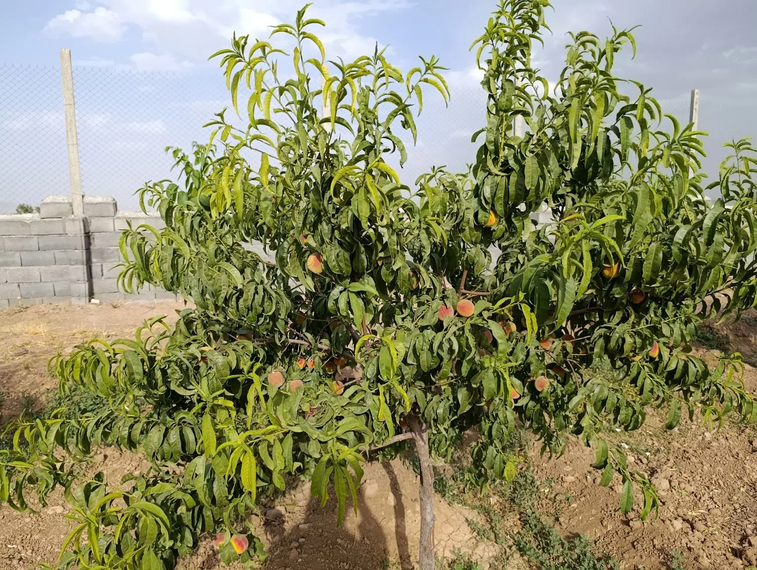 هزار متر باغ رشید آباد