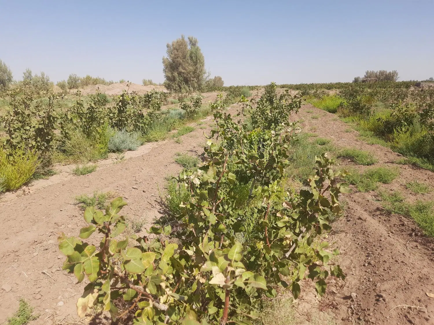 زمین پسته