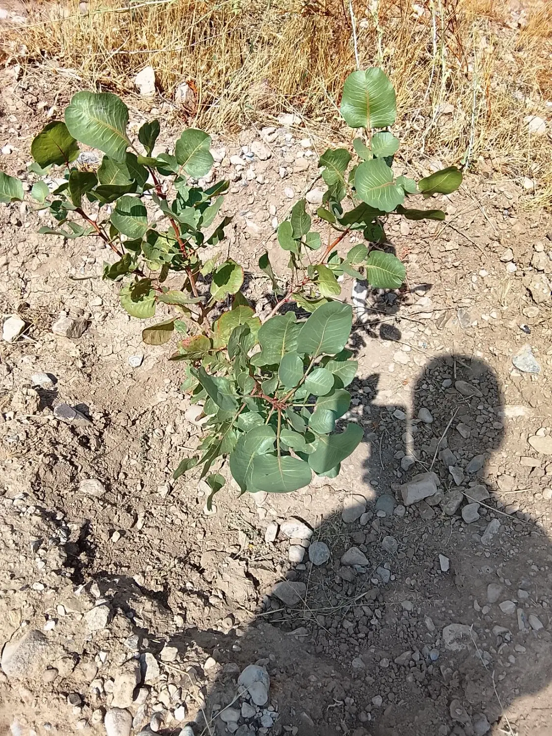 فروش باغ به متراژ 2000