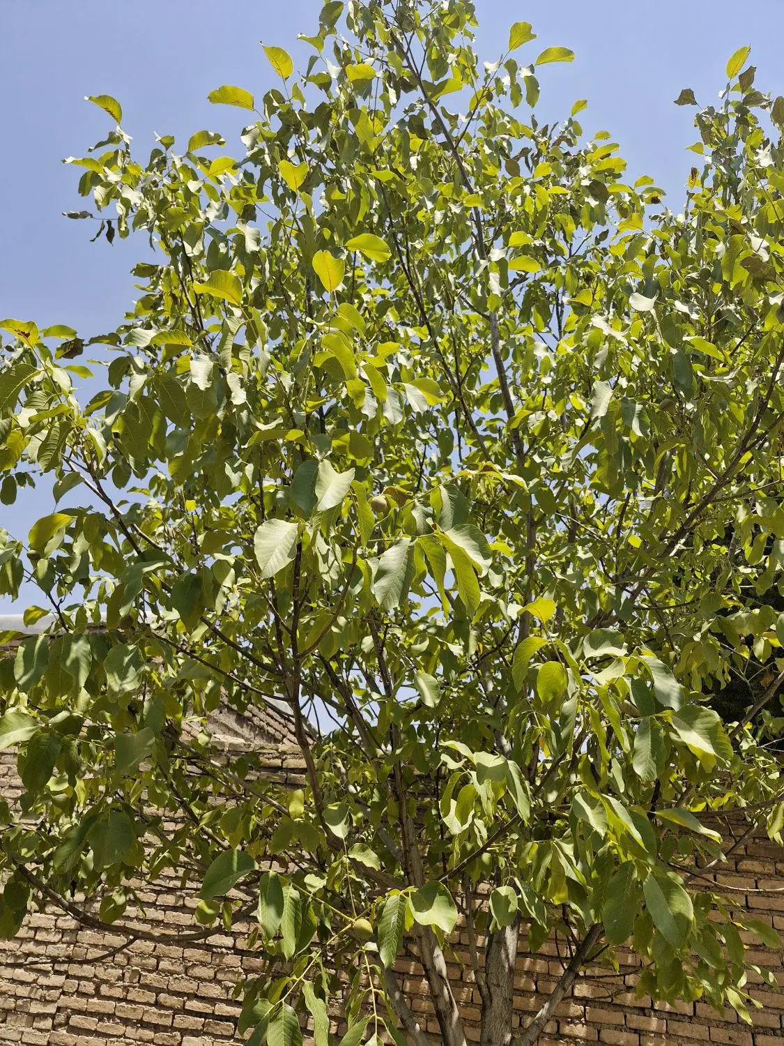 یکباب باغ درسرارودواقع درطرح هادی