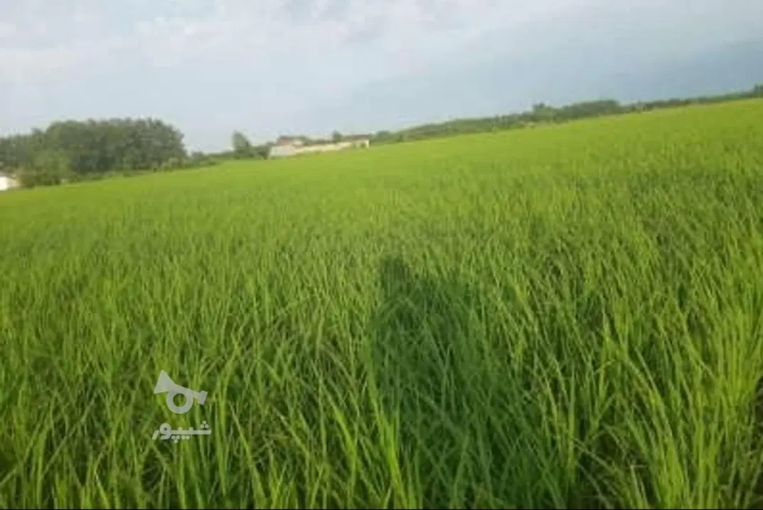 1570 متر زمین کشاورزی در دیوکتی