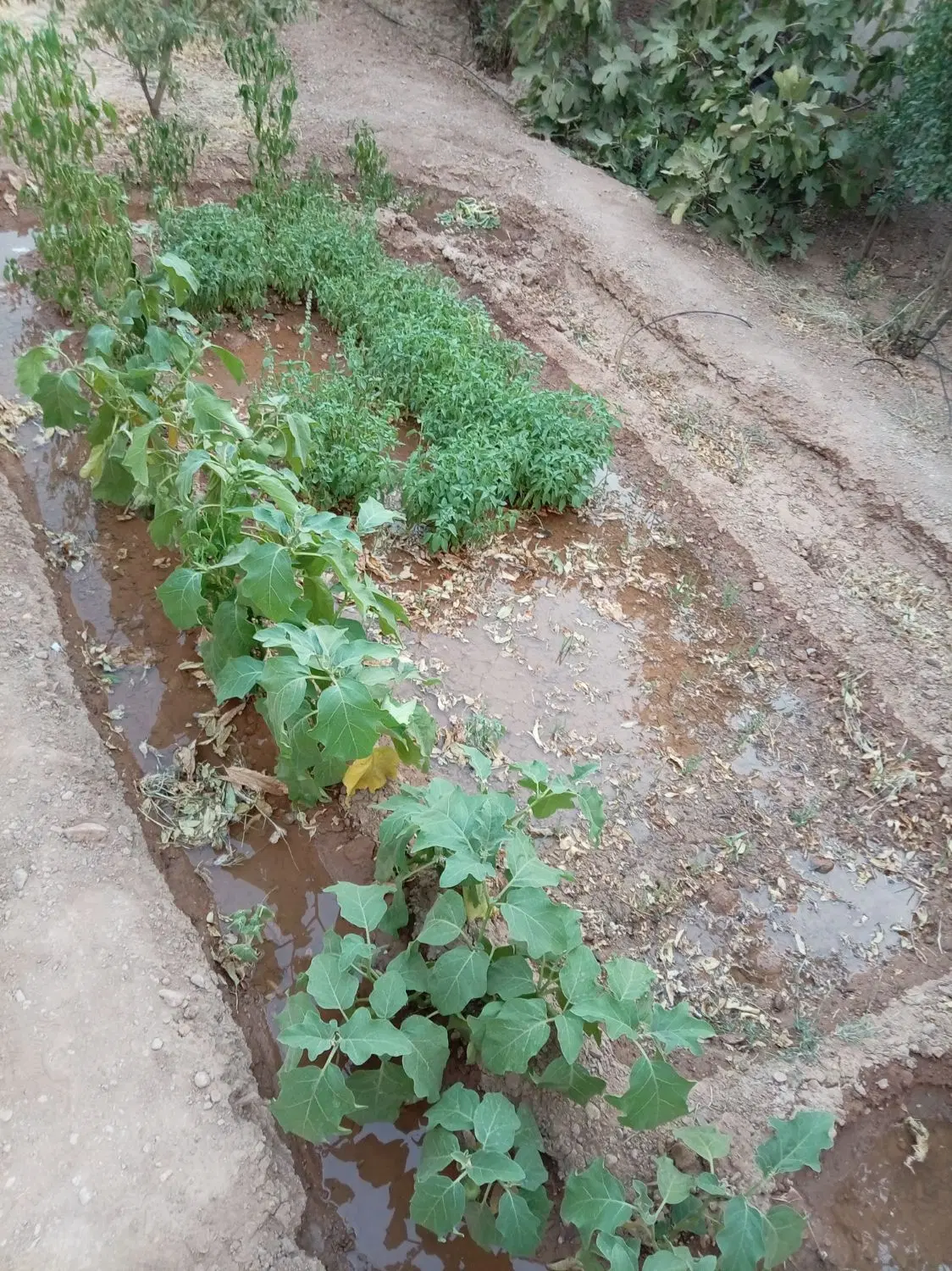 باغ فروشی
