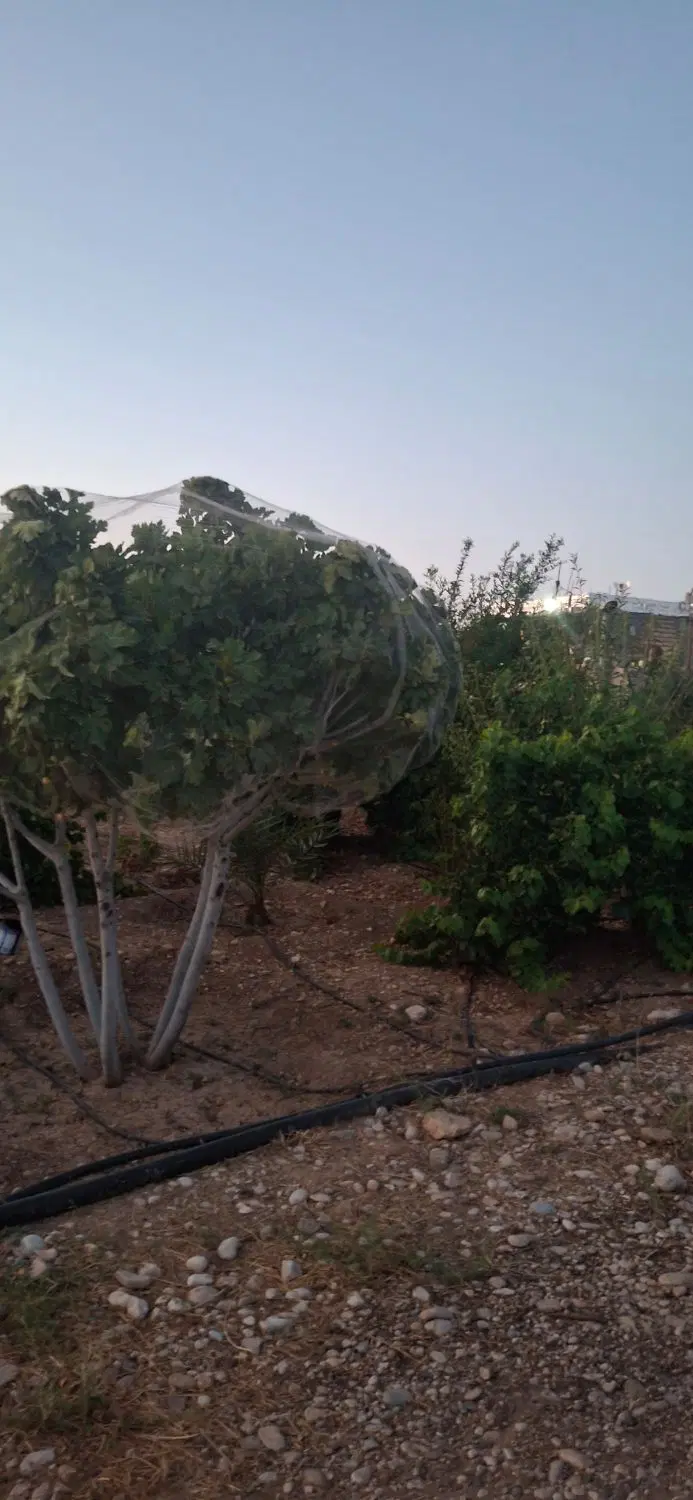 باغ زیبا سرسبز با اب کافی