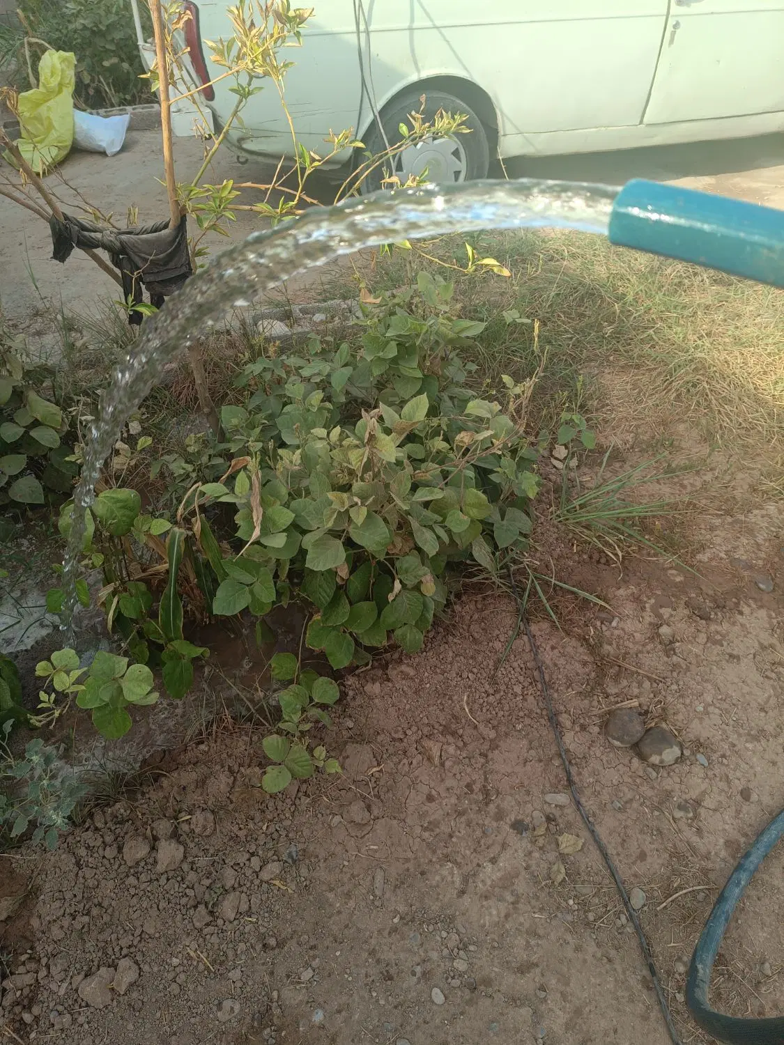 باغچه نقلی