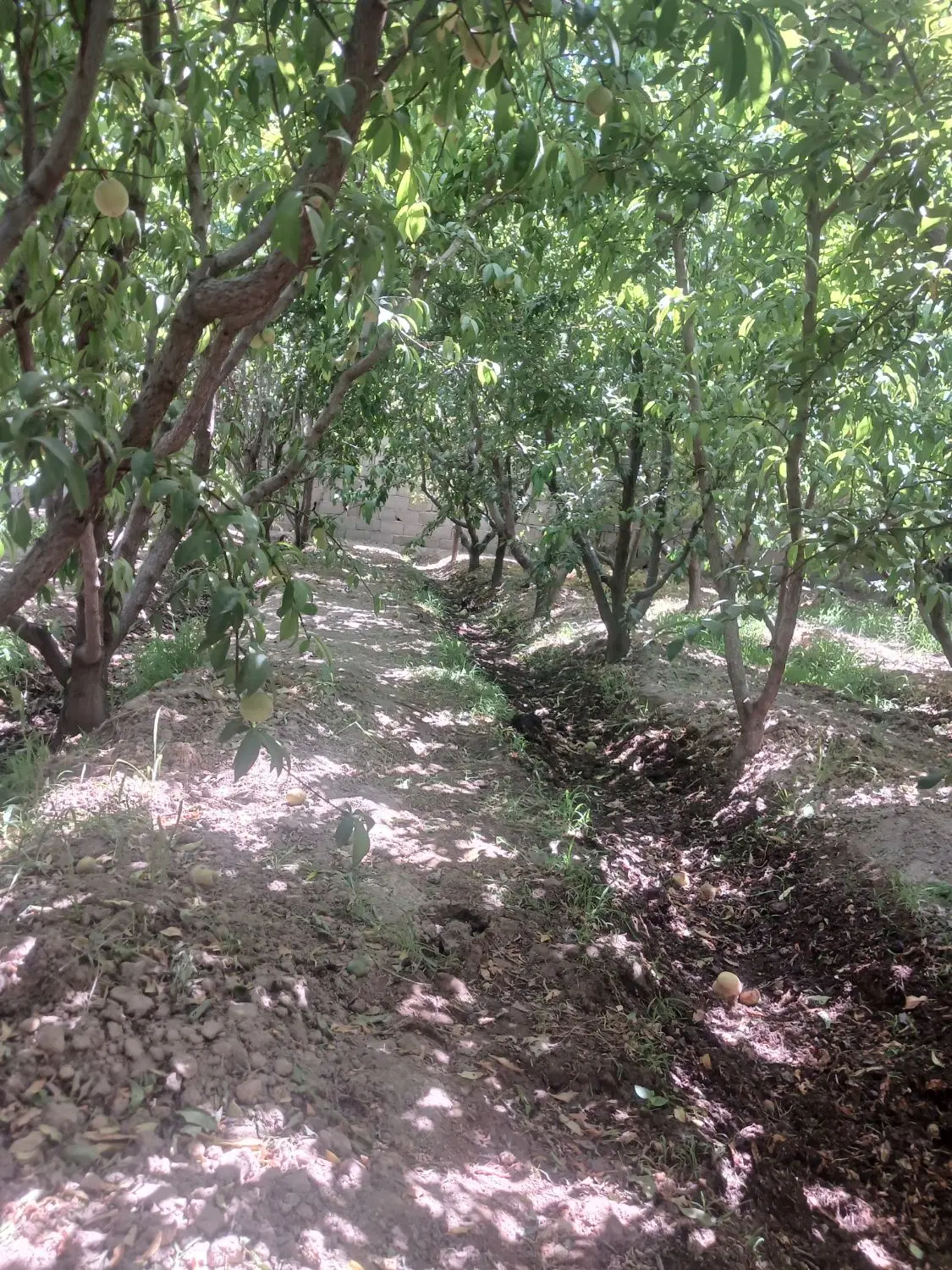 چهاردیواری سند دار درختان قدیمی دهشاد بالا