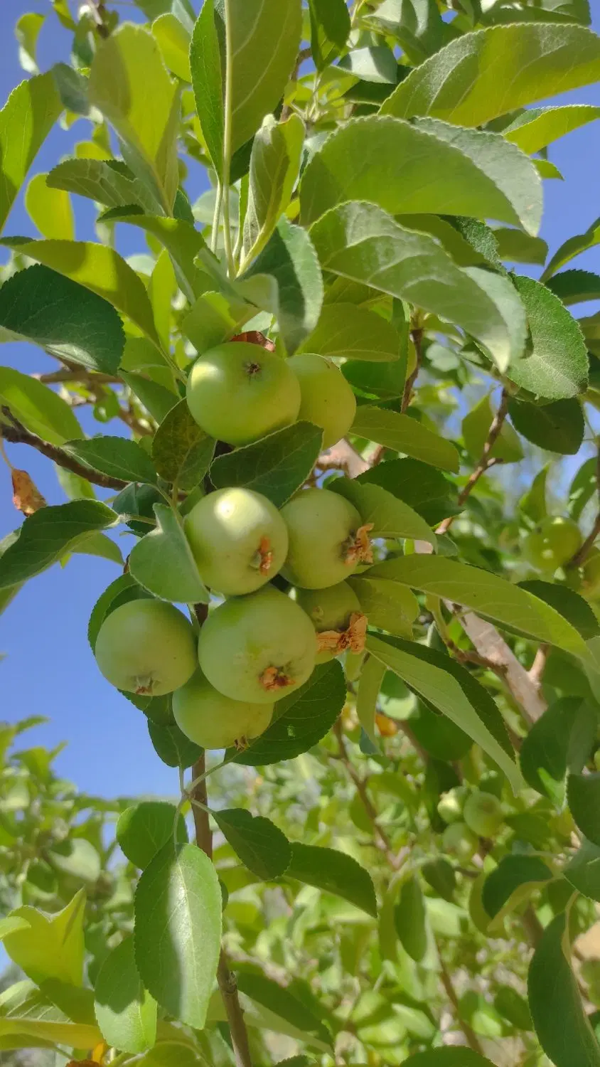 باغ ویلا۲۸۰۰متری سیاخ قابل تهاترباخودرو و باغ قلات