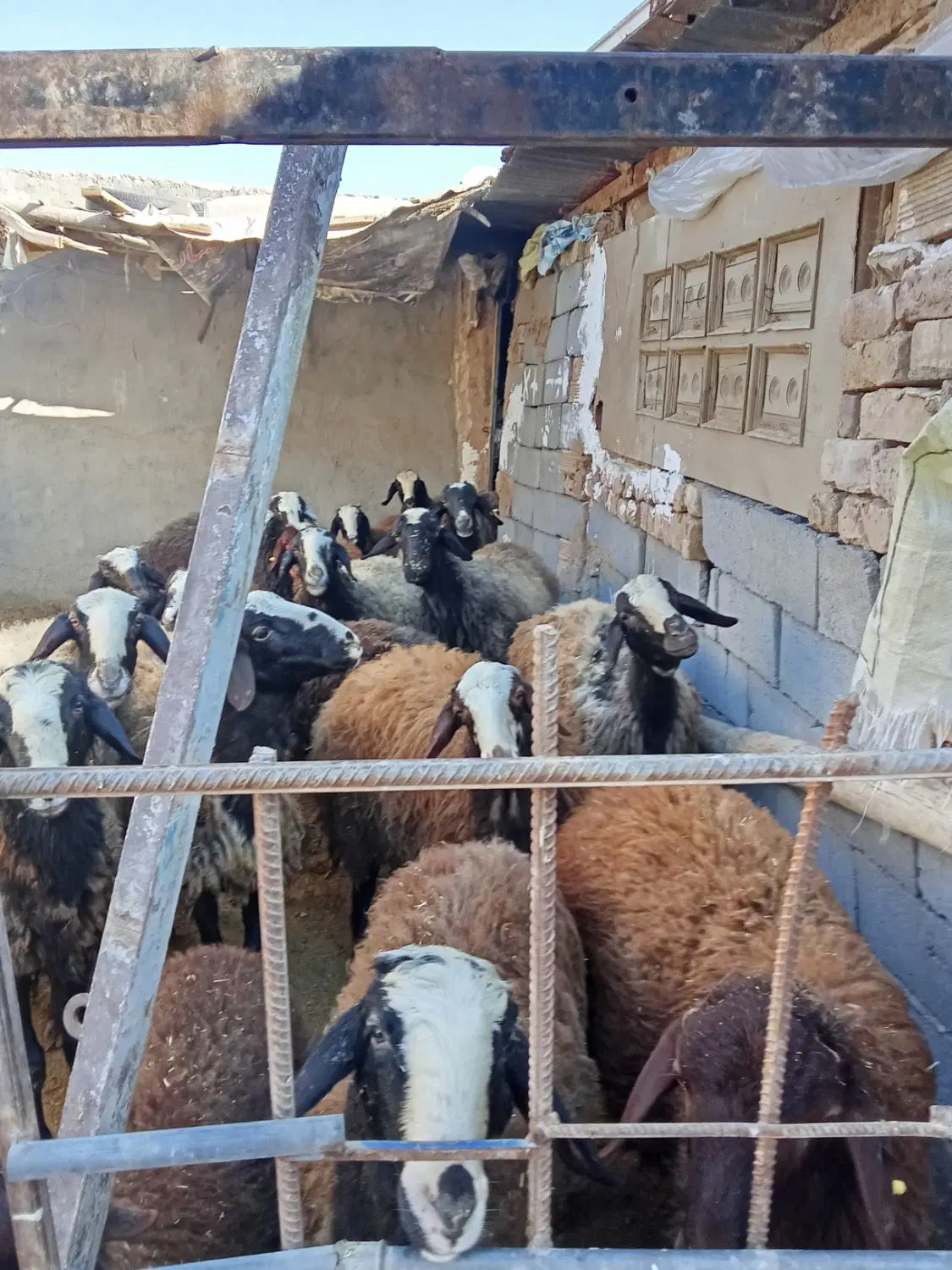انبار مناسب تیرچه و داربست 60متری مسقف