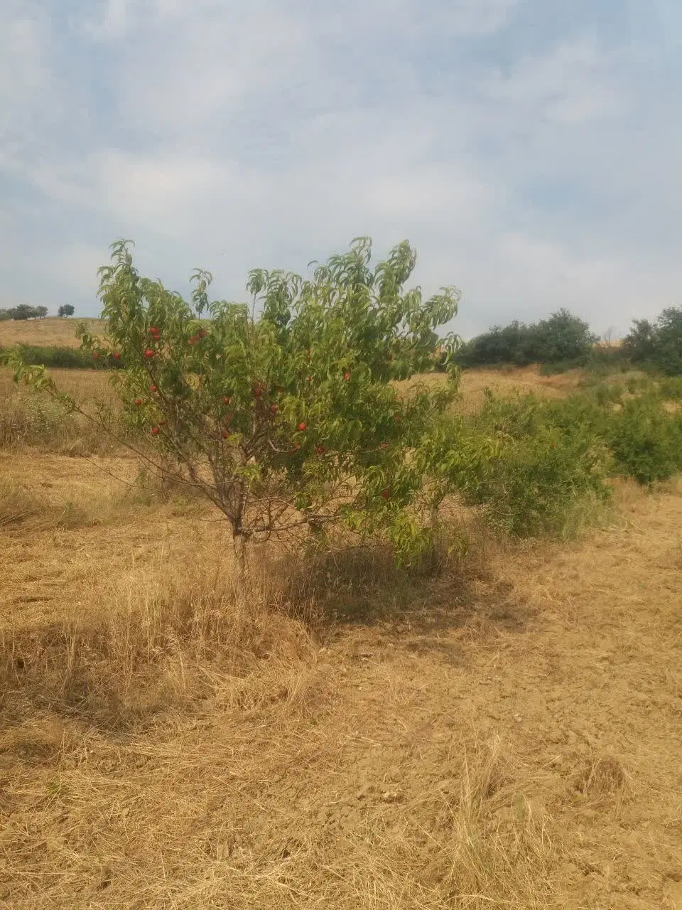 زمین باغی در روستای توریستی نومل