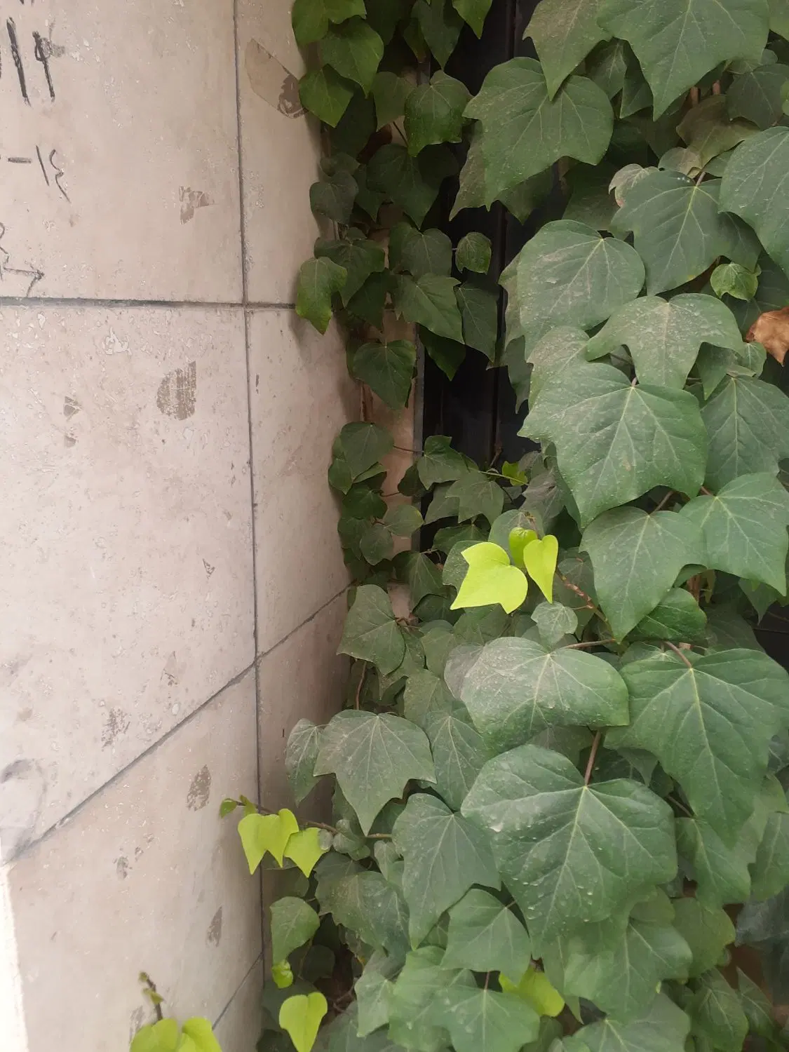 ملک تجاری فروشی