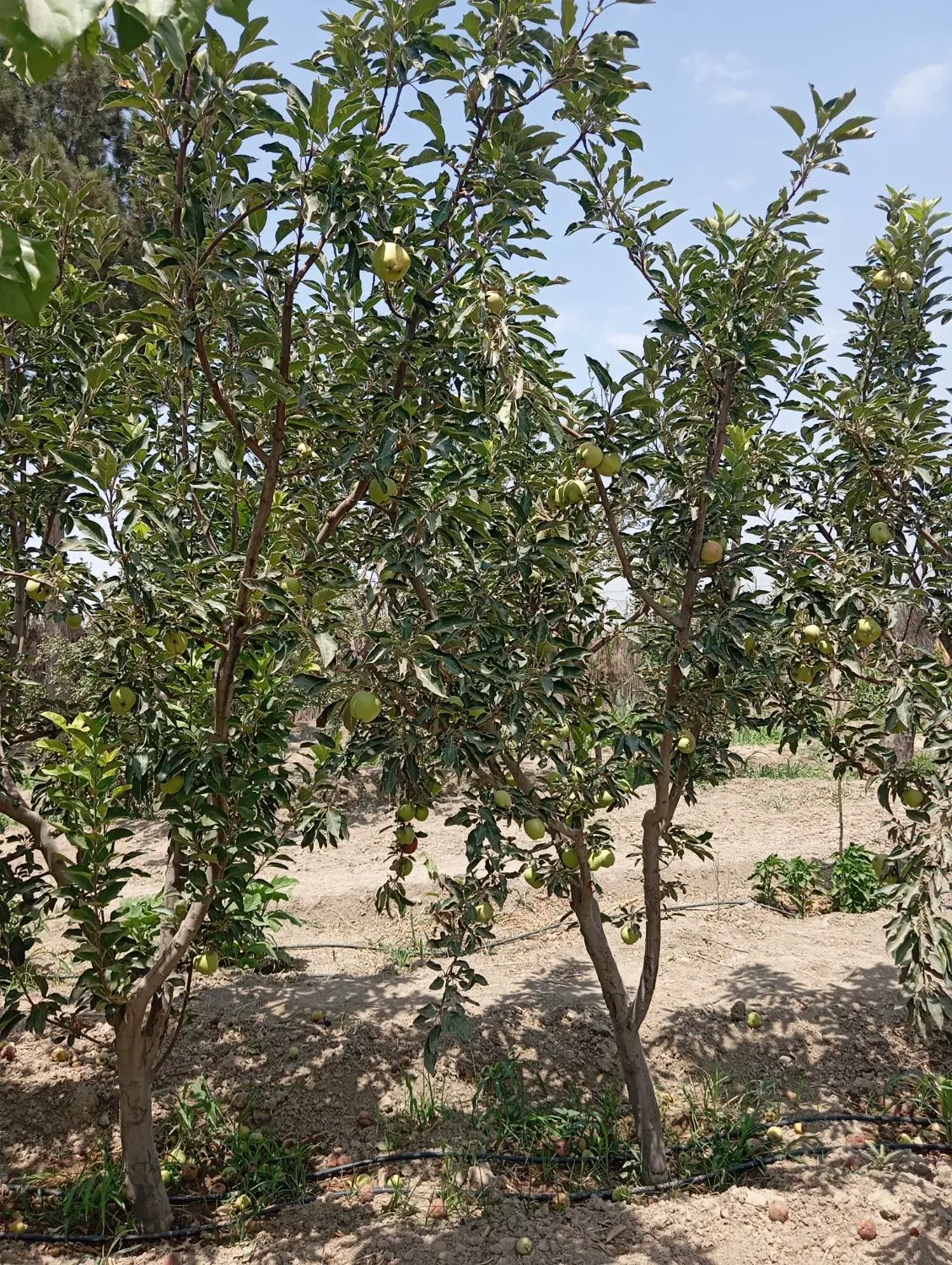 ۲۷۵ متر باغ و باغچه در باباسلمان قدس شهریار
