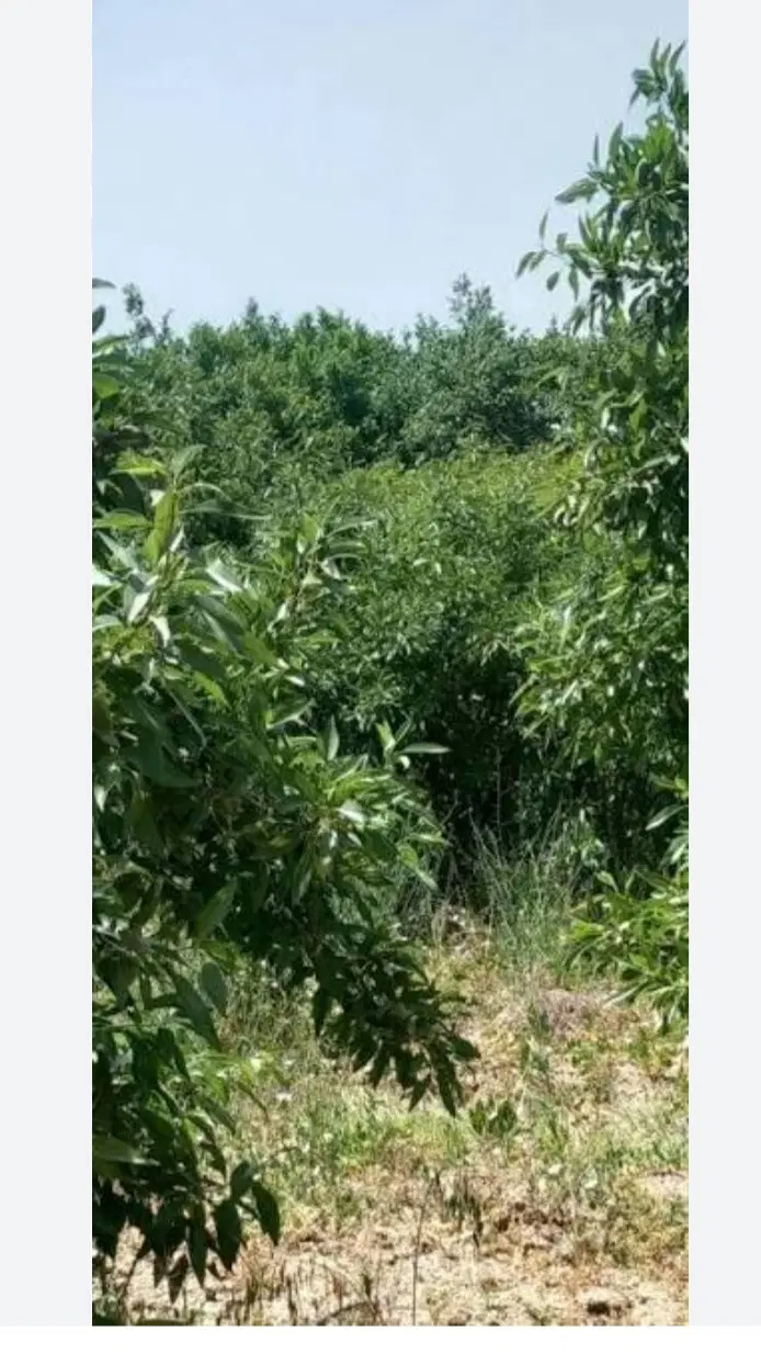 فروش زمین مناسب باغ ویلا در گلپایگان بر جاده کوچری