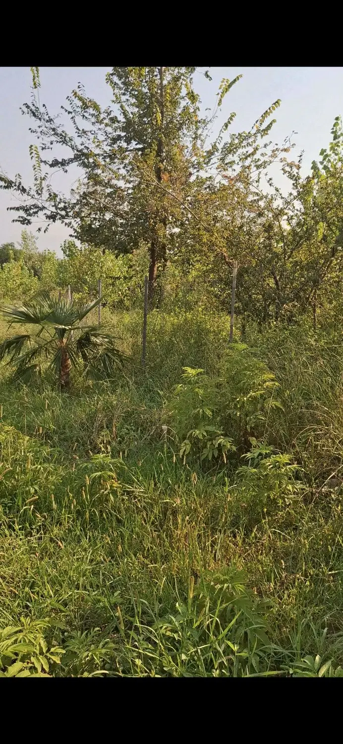زمین باغی داخل طرح چسبیده به مسکونی