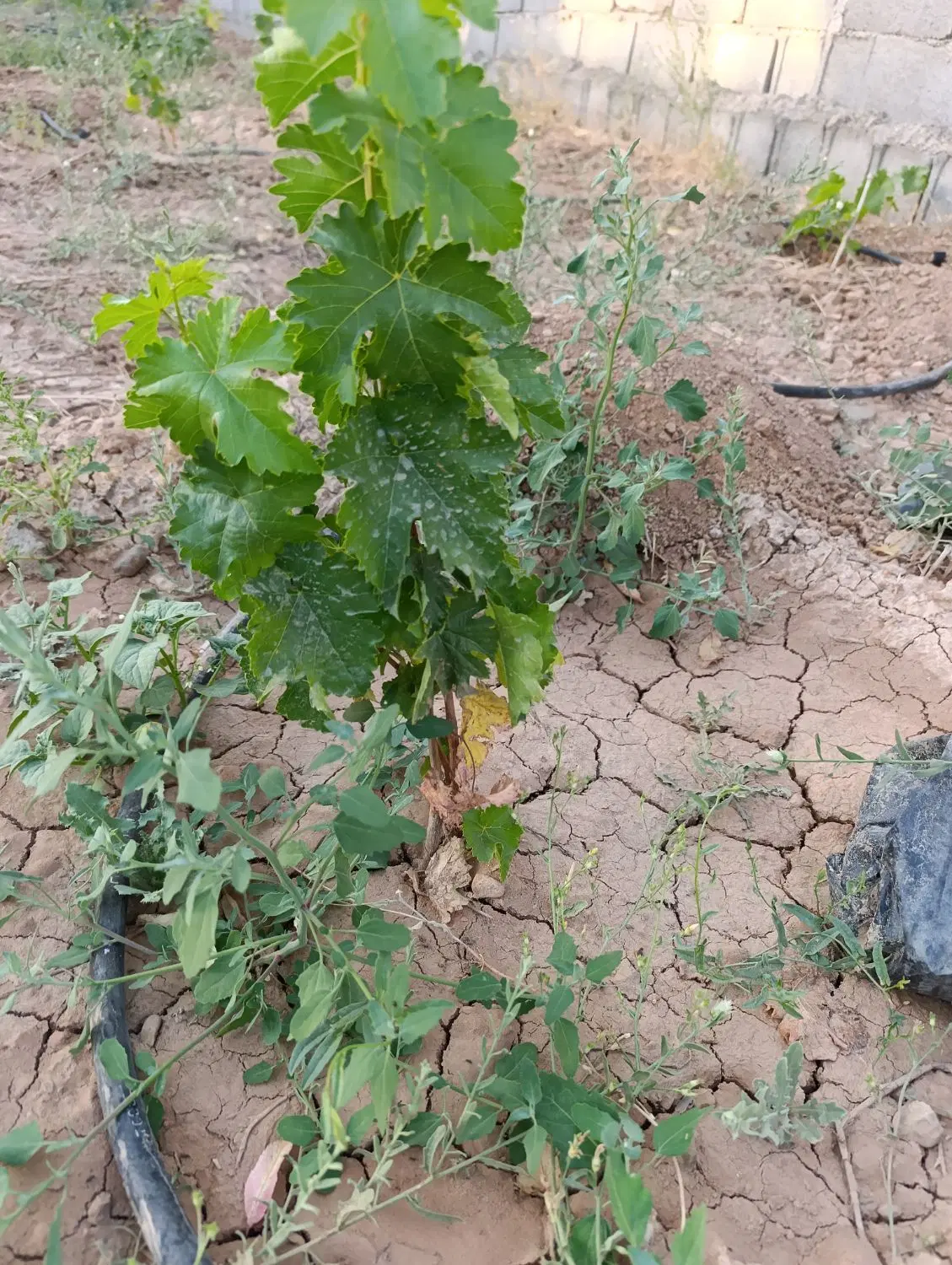 باغ ۶۵۰ متری گوارشک