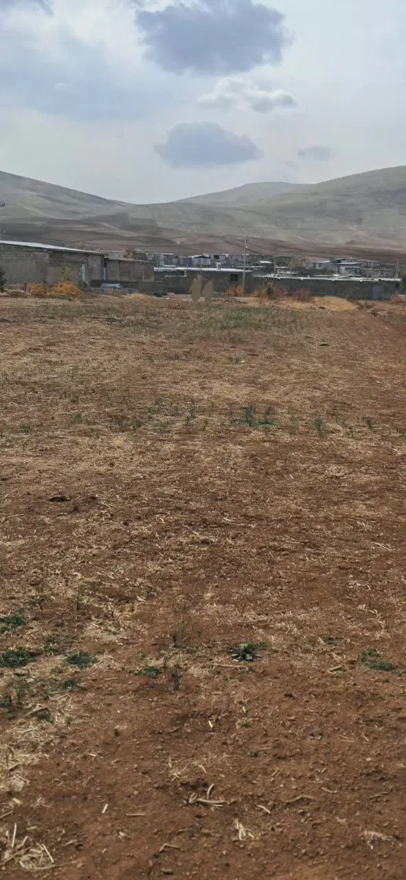 زمین کشاورزی کمالوند کشت زعفران