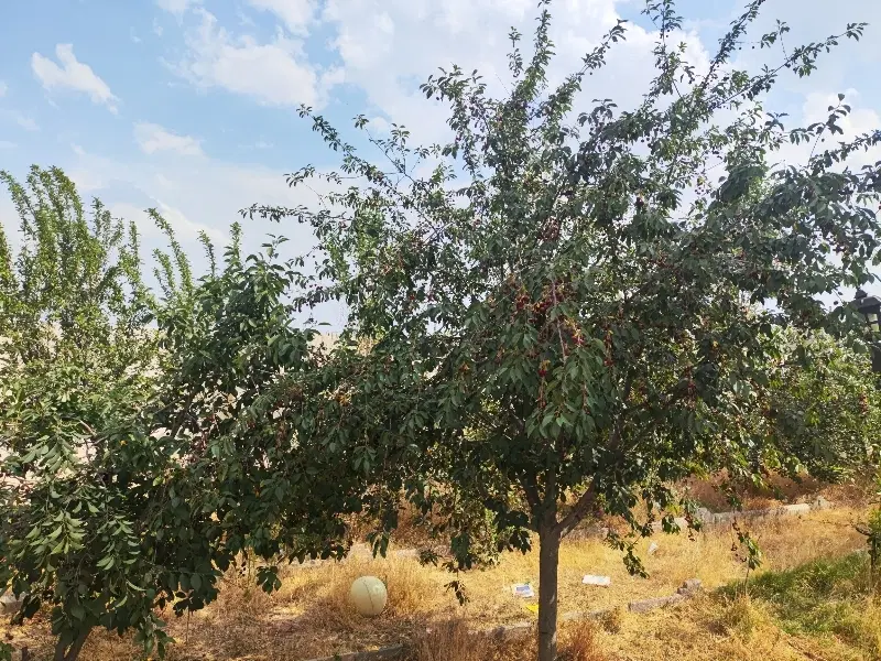 سرآسیاب باغ ویلا سنددار دونبش حاشیه جاده