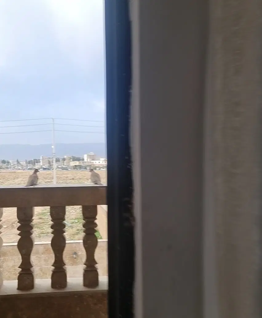 گل نرگس ۲ اصفهان