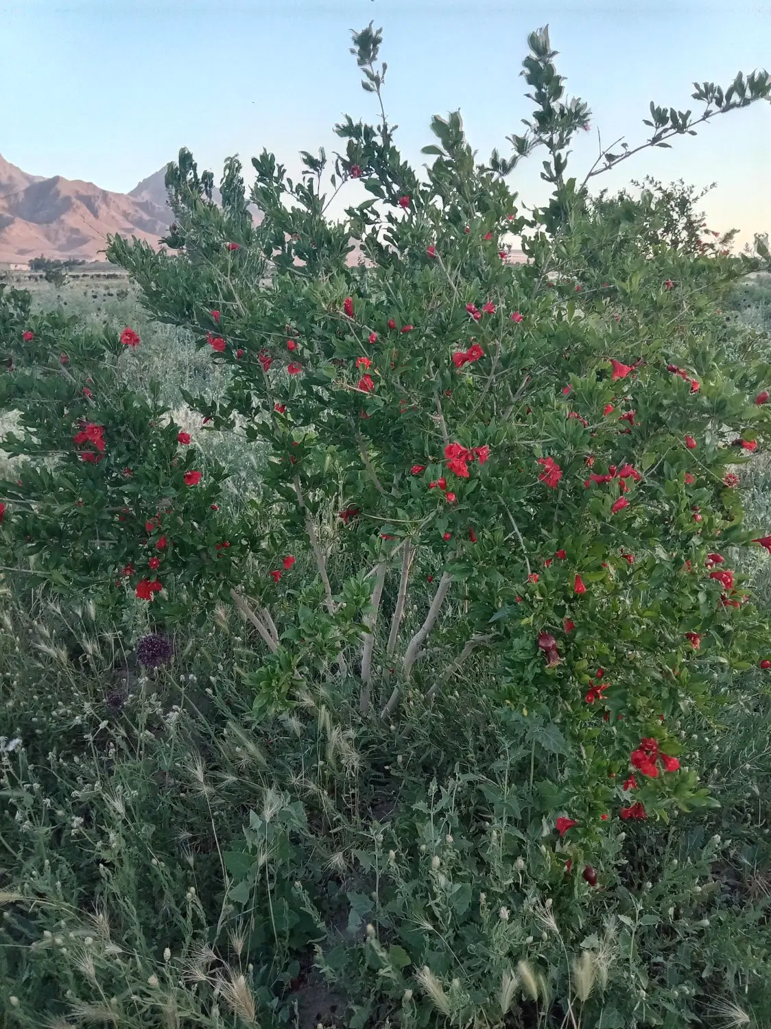 زمین بحر خیابان ولیعصر قنوات