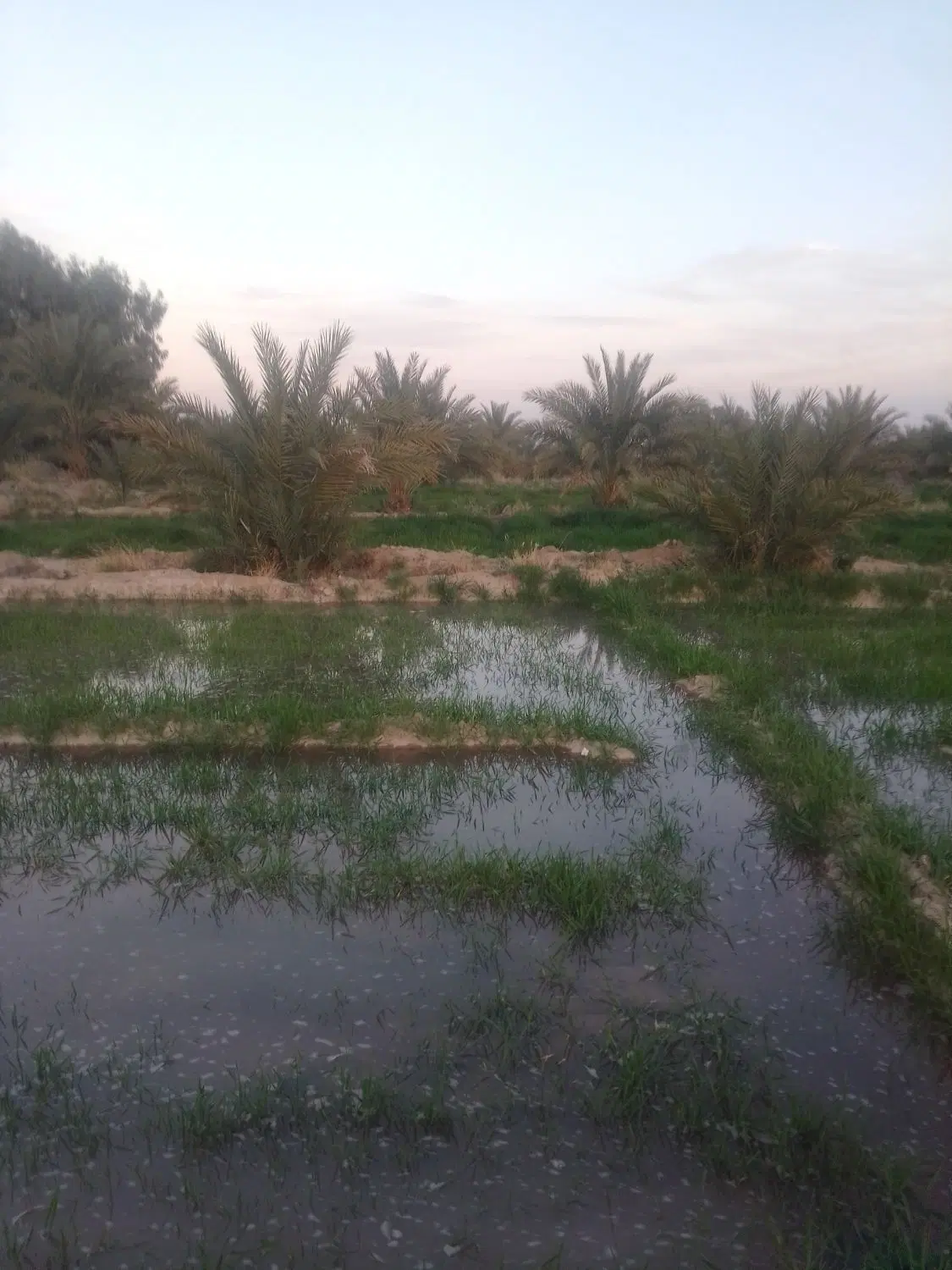 زمین کشاورزی