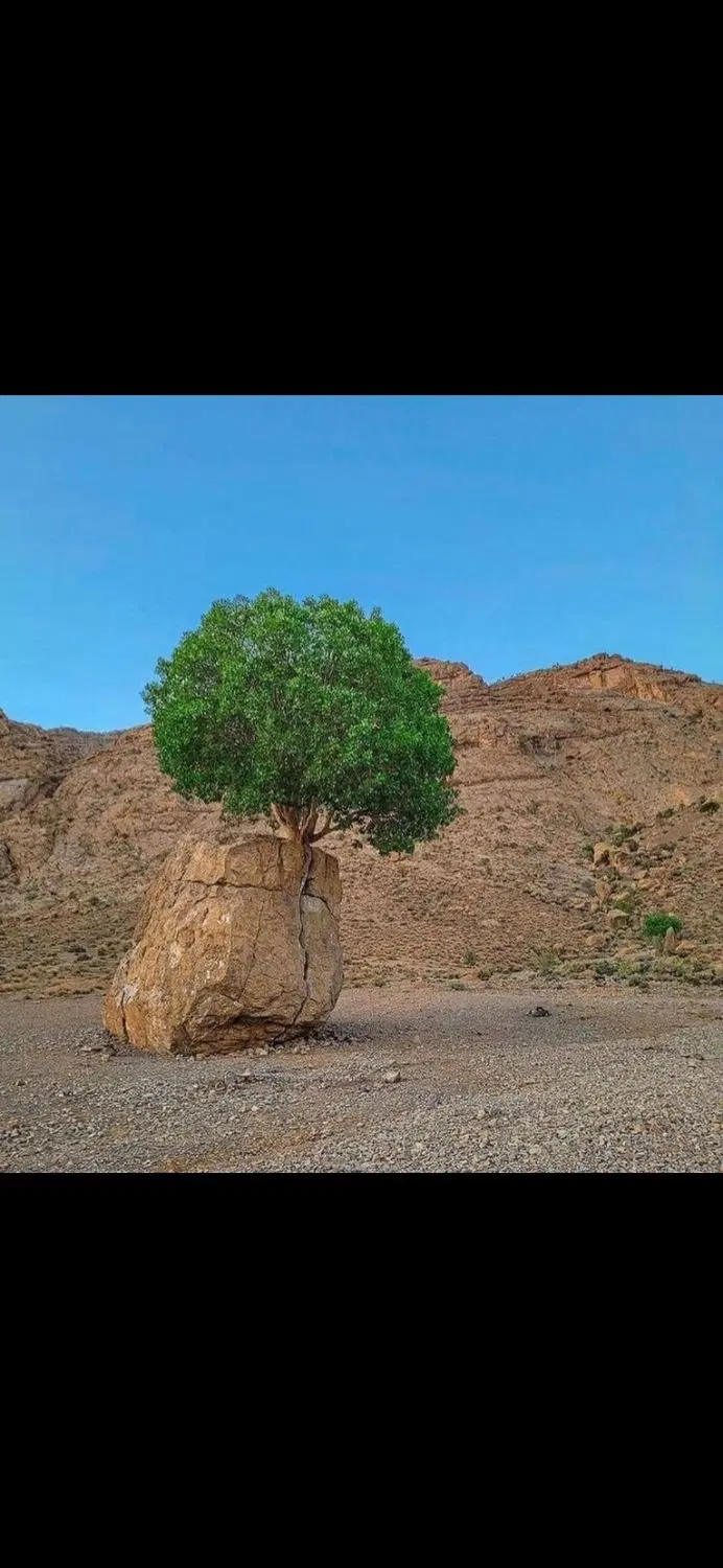 باغشهری میانجنگل