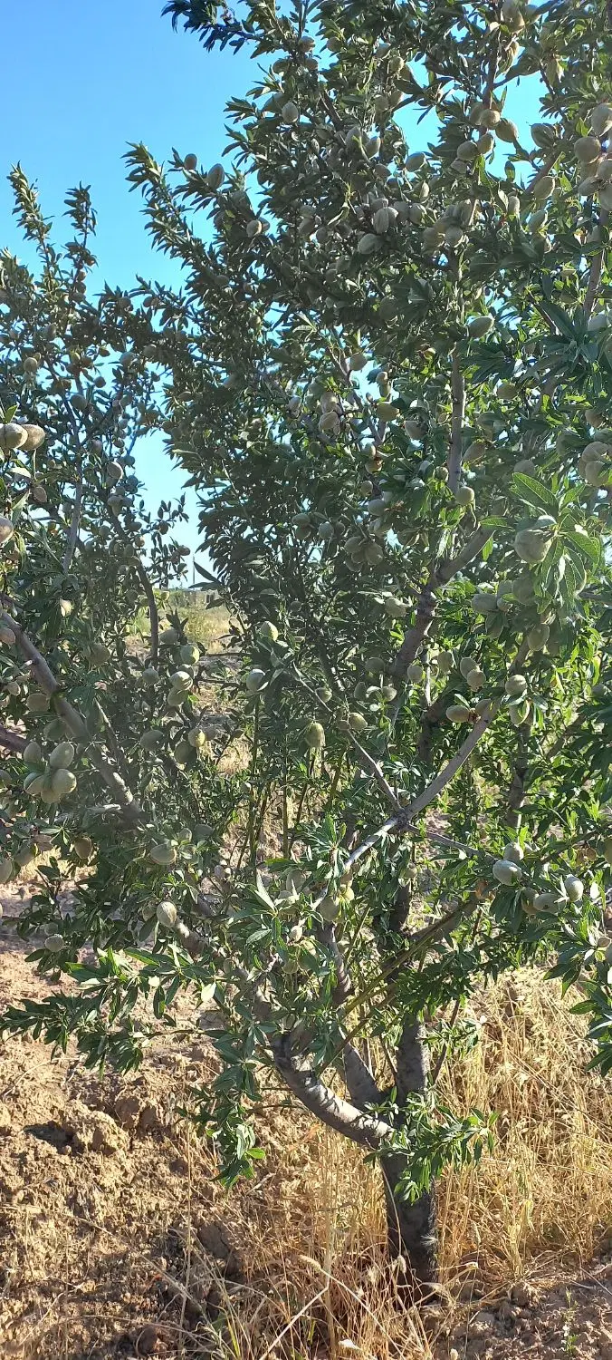 باغ انگور داربستی و میوه