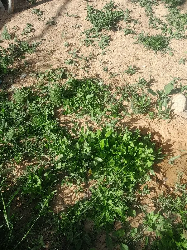فروش زمین گلستان ۱۳دو نبش