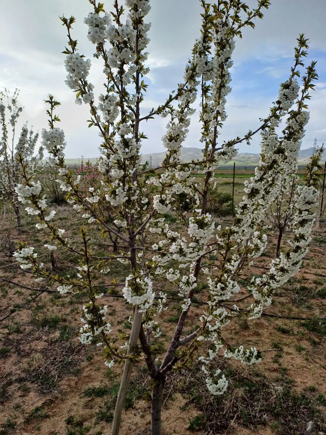 یک قطعه باغ