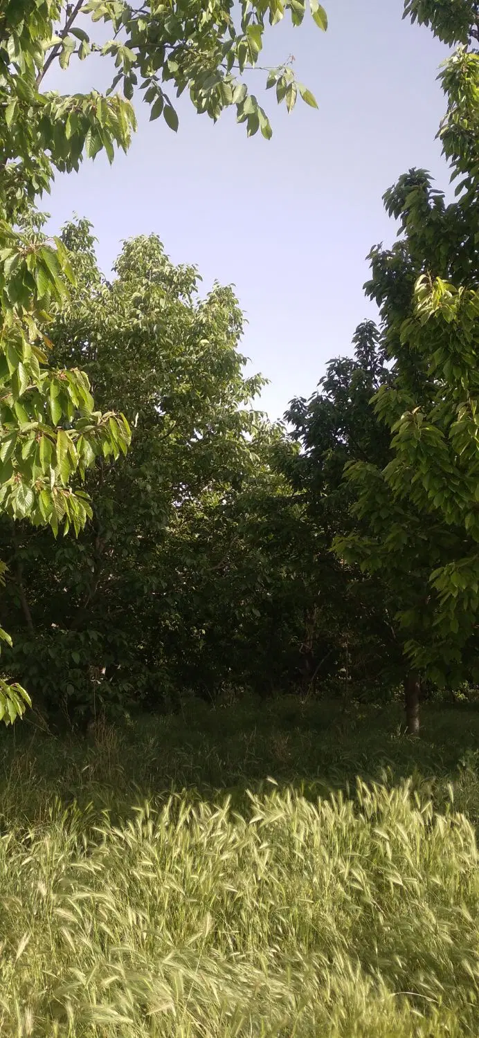۵۰۰متر باغ مناسب خانواده