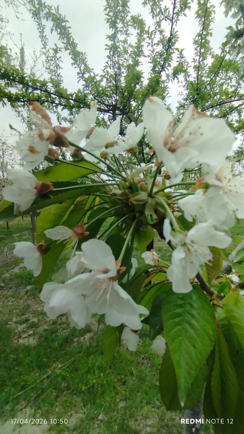 باغ زیبا در روستای سرآسیاب