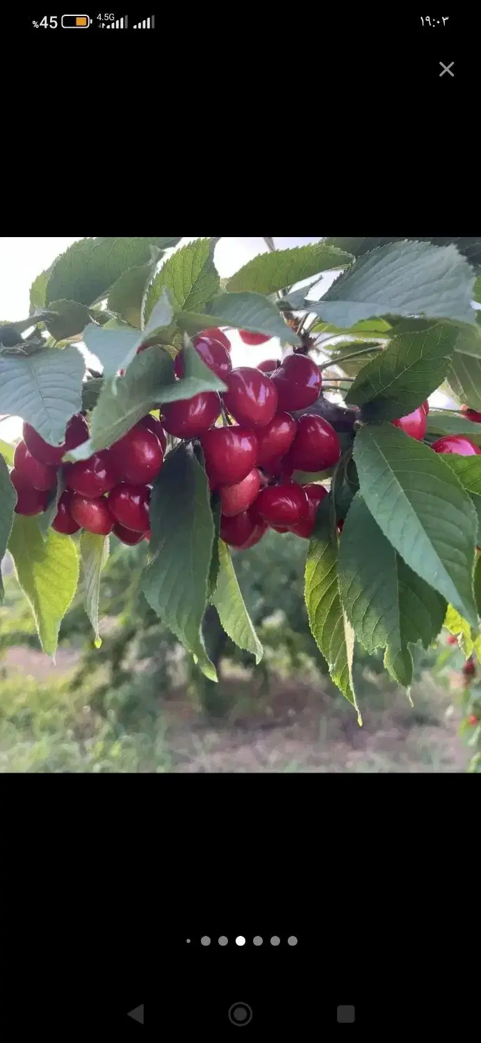 باغی بهشتی در دل طبیعت پل زمانخان