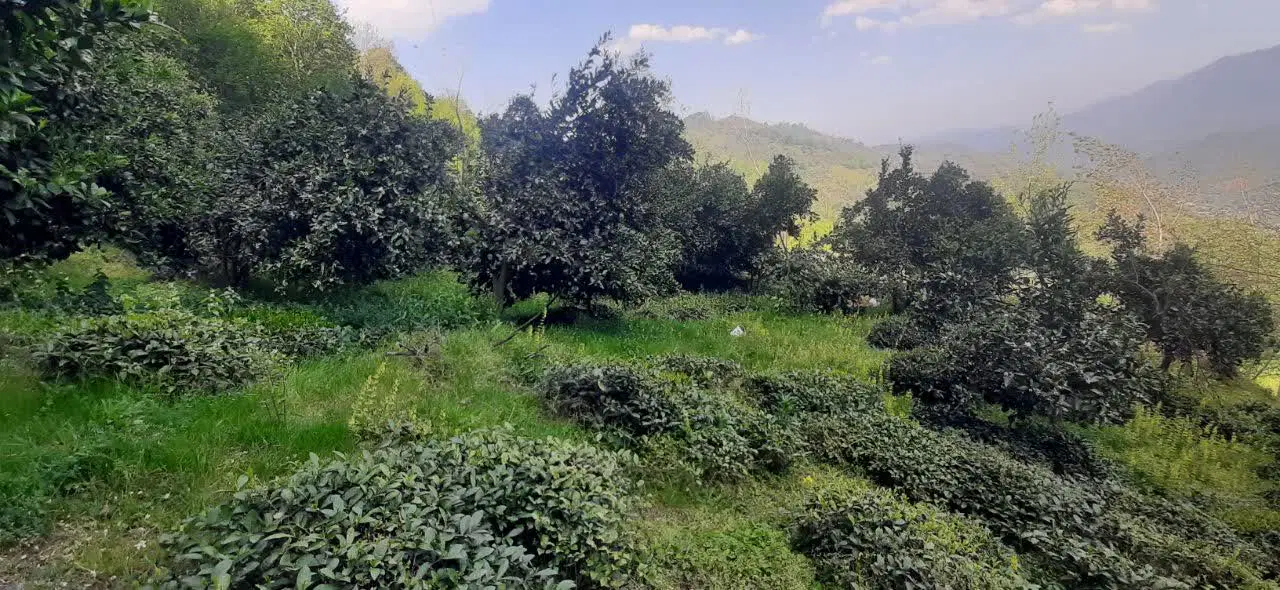 باغ مرکبات و چای