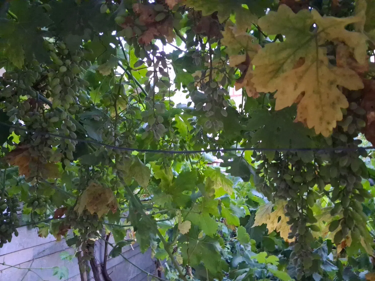 معاوضه زمین با ماشین