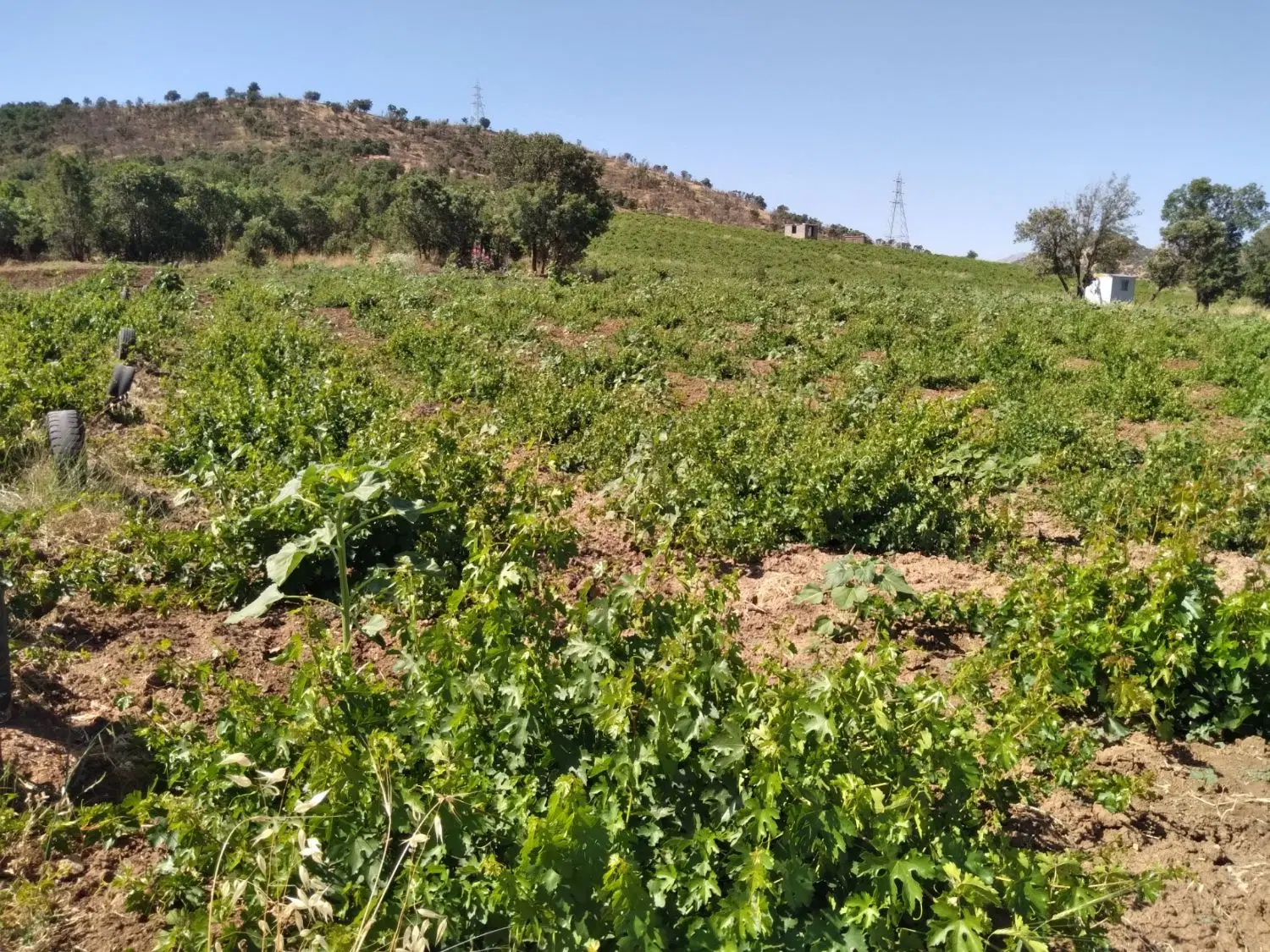 زمین انگور دیمی ۲۵۰۰