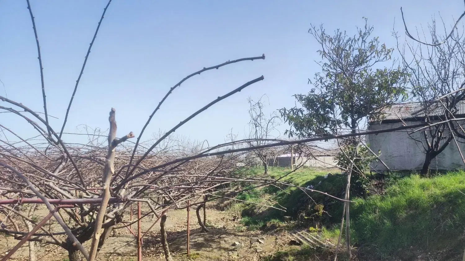 ۷۰۰متر زمین مسکونی در روستای ساحلی ، اسالم
