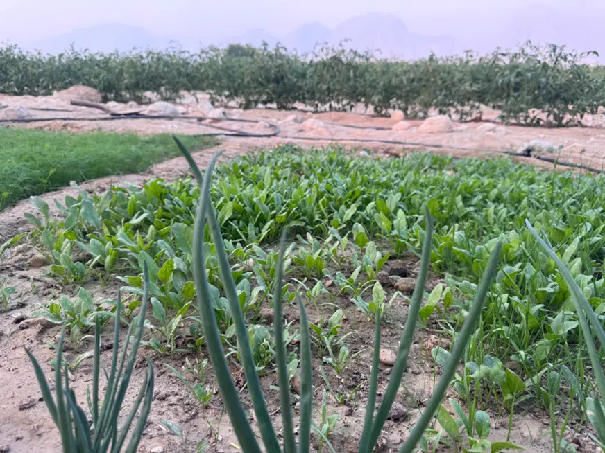 زمین 400متری برای اجاره