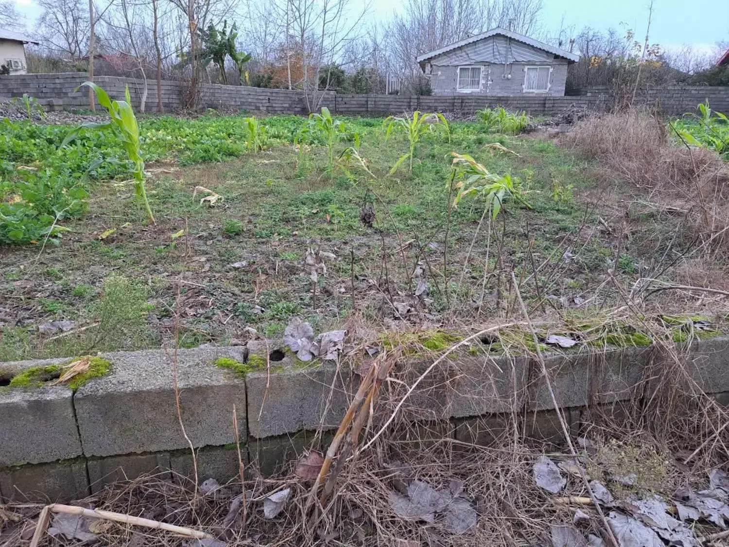 2300 متر زمین ویلایی . داخل ابراهیم سرا