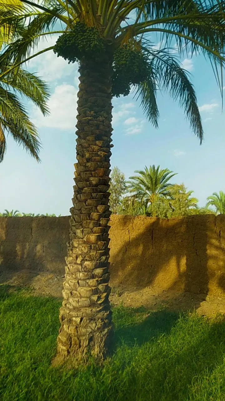 فروش باغ خرما در بروات بم