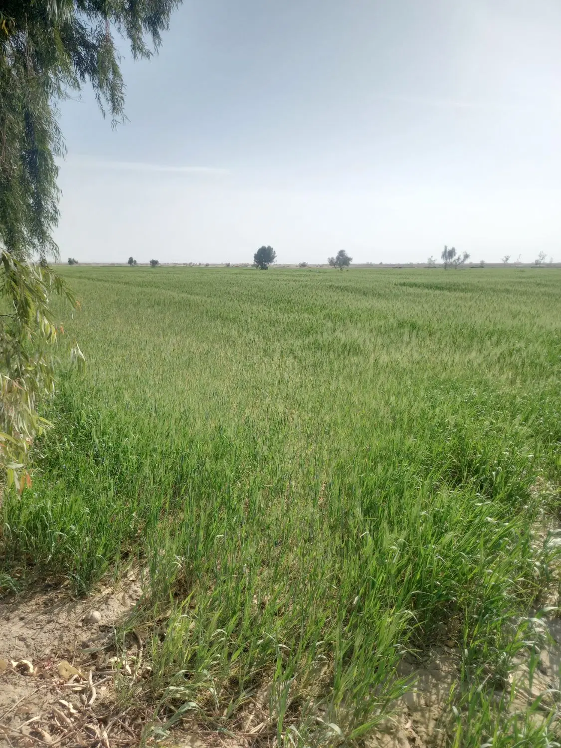 زمین کشاورزی درمنطقه ریگچاه