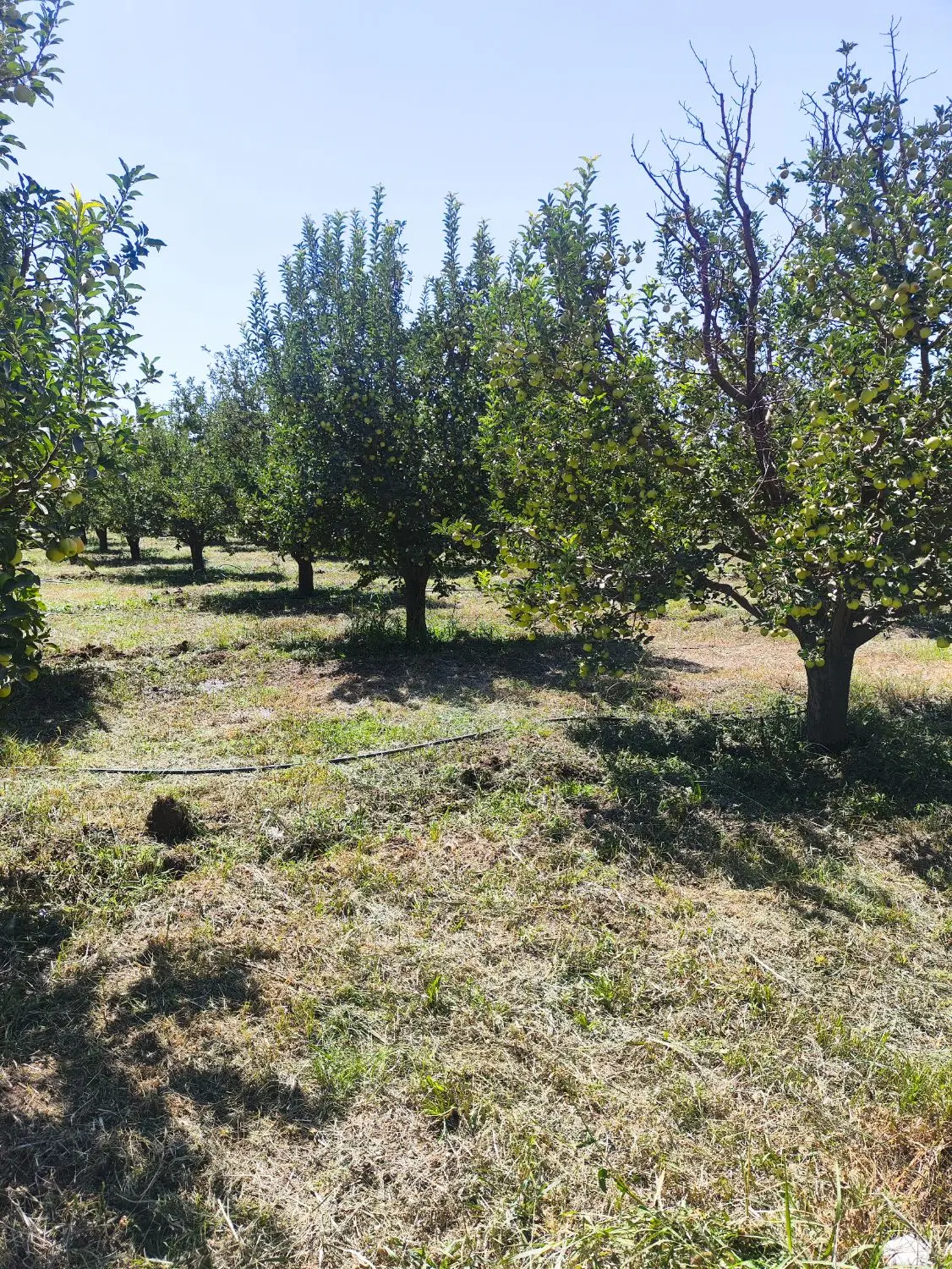 باغ سیب مناسب خانه باغ