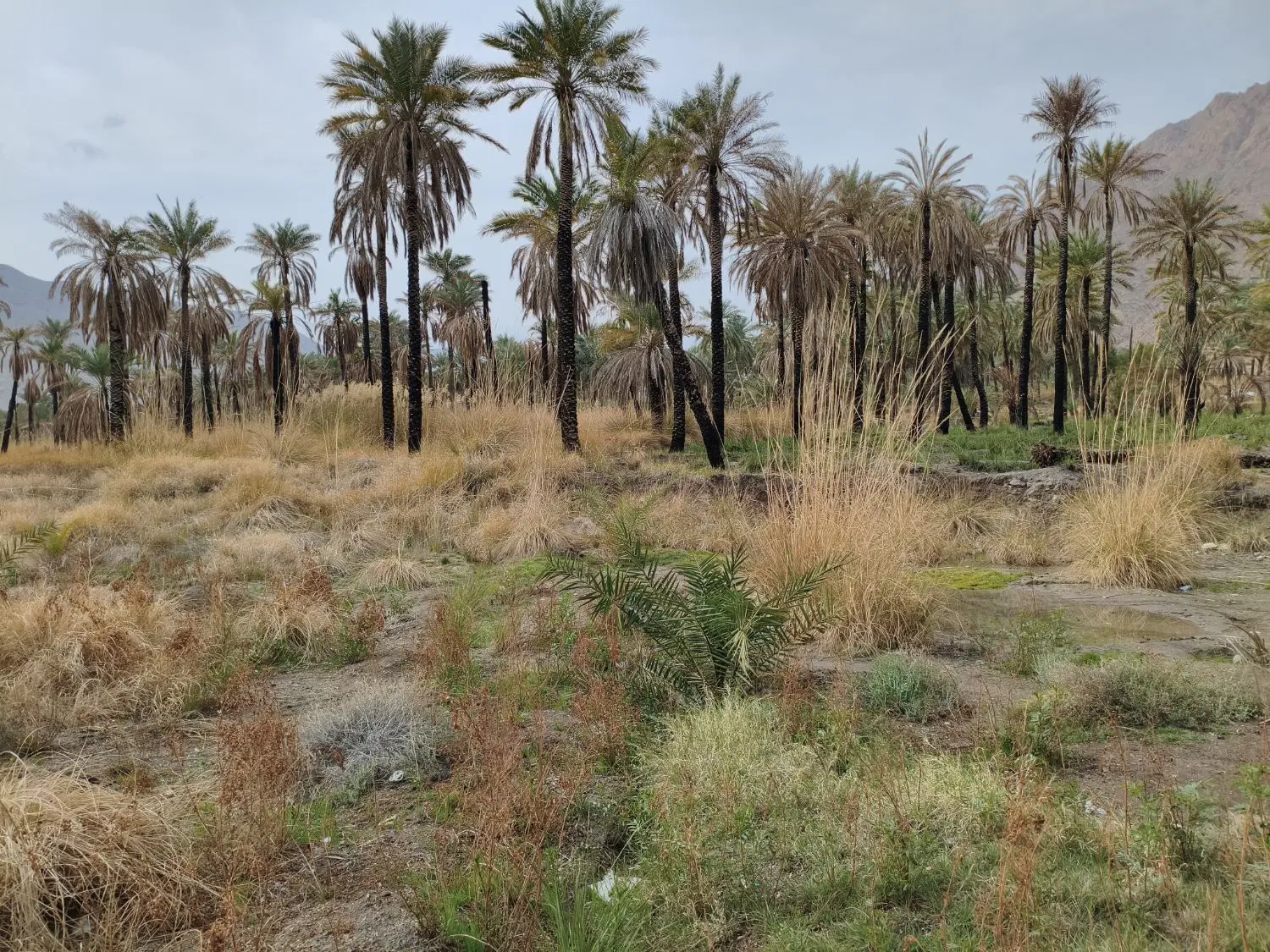 زمین کشاورزی تزرج